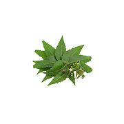 Neem Leaves